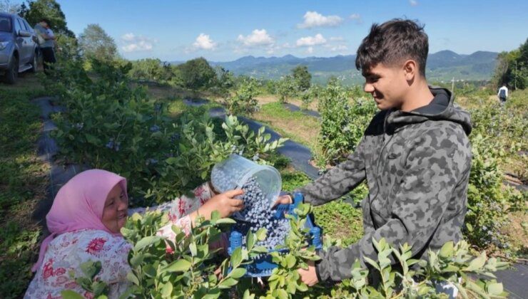 Kilosu 350 TL’den satılan mavi yemiş üreticinin yüzünü güldürüyor