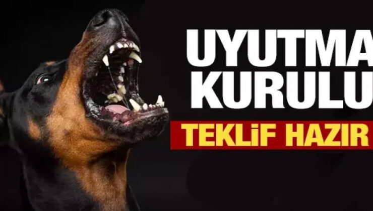 AK Parti'nin sokak hayvanları teklifi imzaya açıldı: İşte yasa teklifinin son hali