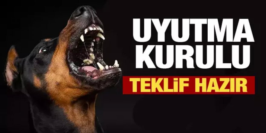 AK Parti'nin sokak hayvanları teklifi imzaya açıldı: İşte yasa teklifinin son hali