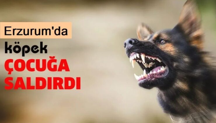 Erzurum’da Oyun oynarken köpek saldırdı