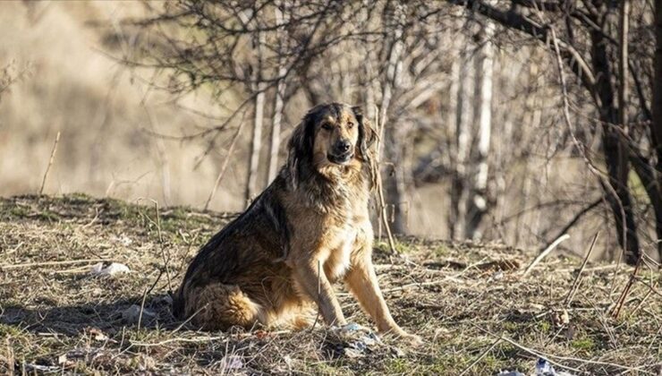 Sokak köpekleri teklifi Meclis’te | “17 maddelik kanun teklifi hazırladık”