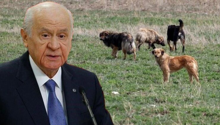 Bahçeli: Köpeklere karşı uygulanacak her türlü yanlışın karşısında dururuz, kimse merak etmesin