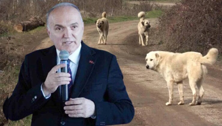 Düzce Belediye Başkanı Özlü’den başıboş köpek düzenlemesine tepki: Bu yasa uygulanabilir değil