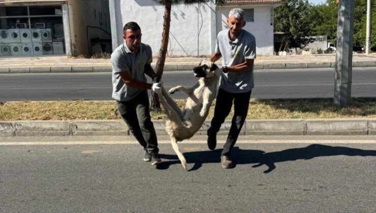 Düzenleme TBMM’den geçti, başıboş köpekleri ilk toplayan DEM Partili Silvan belediyesi oldu