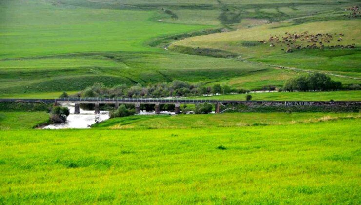 Erzurum Türkiye’nin En Büyük Çayır-Mera Alanına Sahip