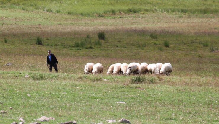 Erzurum’un Dumlubaba Yaylası’ndaki Göçerlerin Zorlu Yaşamı