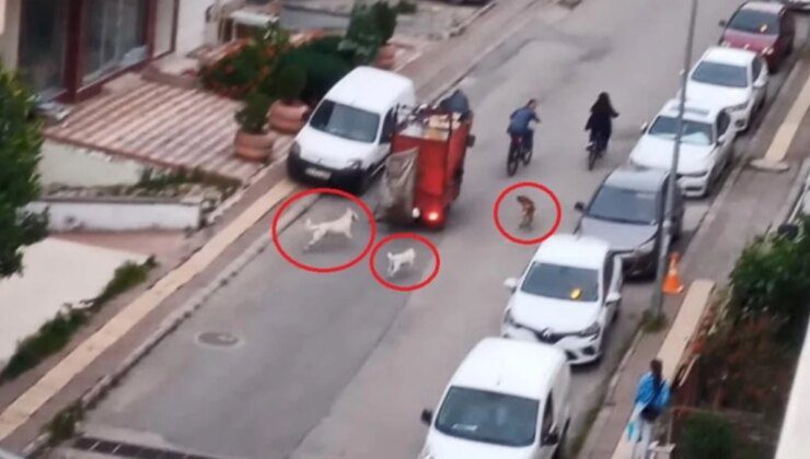 Samsun’da başıboş köpek istilası! Yoldan geçenlere saldırıp sokak sakinlerini uyutmuyorlar