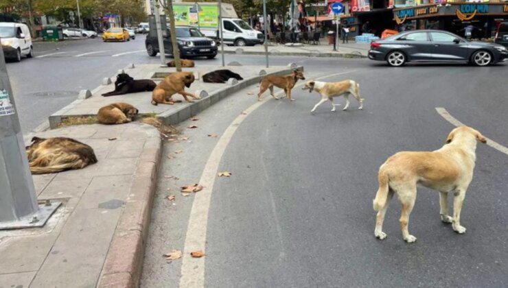 Sokak köpeklerine yönelik düzenlemede "ötanazi" kelimesi çıkarılıyor