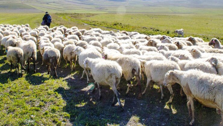 Türkiye, Afganistan’la çoban pazarlığına başladı: Acilen 150 bin kişiye ihtiyacımız var