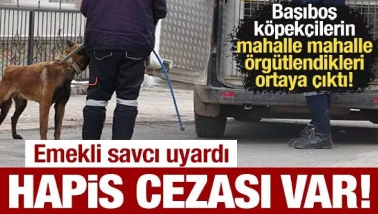 Başıboş köpekçi gruplar örgütleniyorlar!