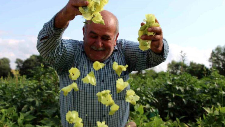 Amasya’da Coğrafi İşaretli Çiçek Bamyası Hasadı Yapıldı