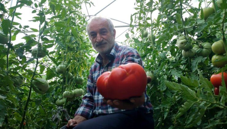 Erzurum’un Tortum ilçesinde doğal tarım yöntemleriyle yetiştirilen dev domatesler büyük ilgi görüyor