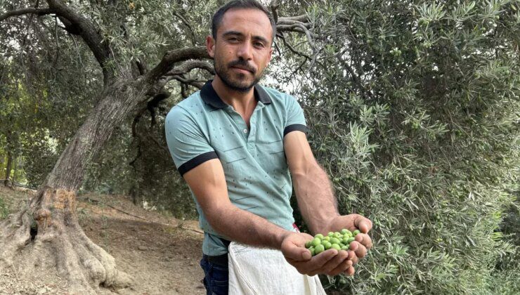 Depremin yıkım yaşattığı Hatay’da yüz güldüren hasat! Günlük 1000 TL kazanıyorlar