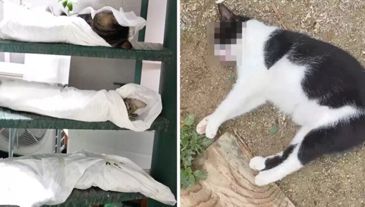 Kadıköy’de katliam! Onlarca kedi ve köpeği zehirleyerek öldürdüler