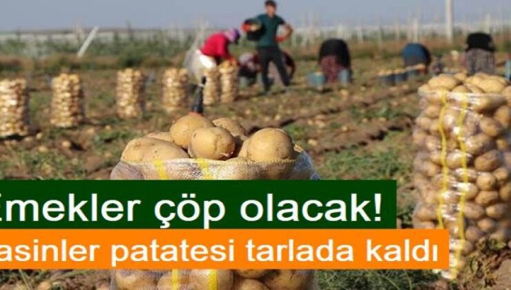 Pasinler patatesi tarlada kaldı