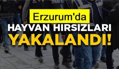 Erzurum’da büyükbaş hayvan hırsızları yakalandı