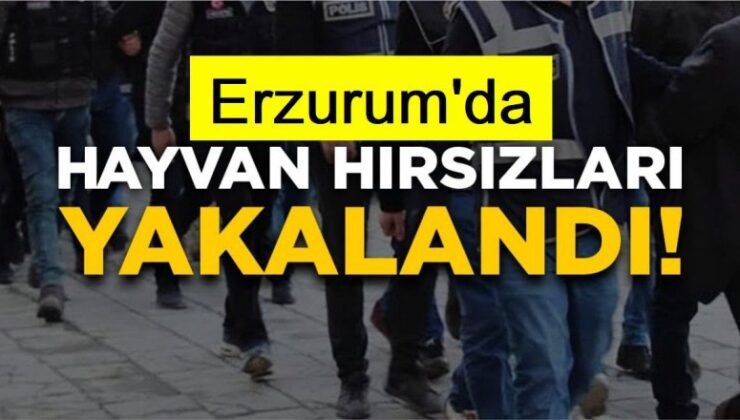 Erzurum’da büyükbaş hayvan hırsızları yakalandı