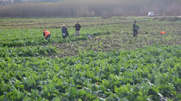 8 bin yıllık bahçede son hasat: Demeti 6 TL'den satılıyor