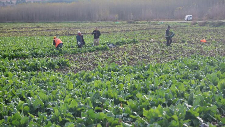 8 bin yıllık bahçede son hasat: Demeti 6 TL’den satılıyor