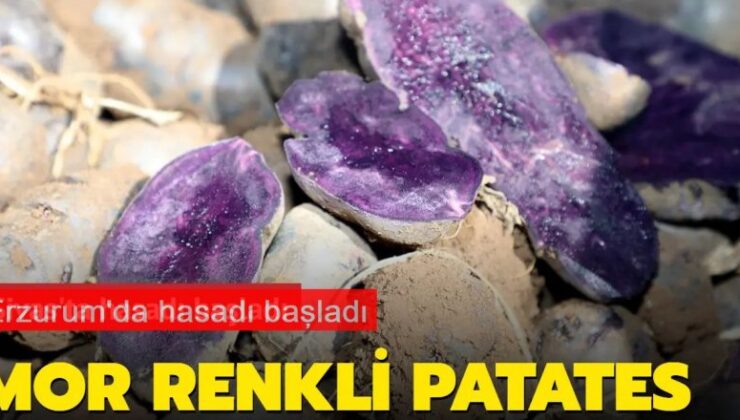 Erzurum’da yeni bir tarım hikayesi yazılıyor: Hasadı başladı