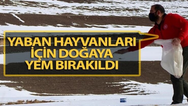 Tortum’da Yaban Hayvanları İçin Doğaya Yem Bırakıldı