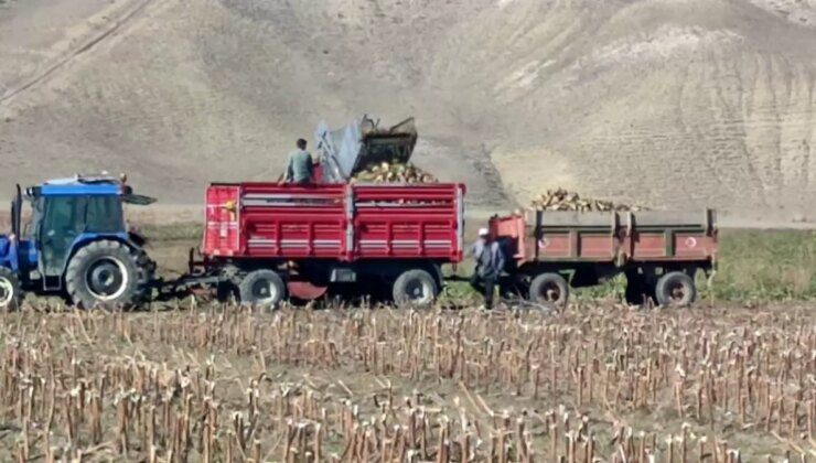 Erzurum’da Şeker Pancarı Hasadı Başladı