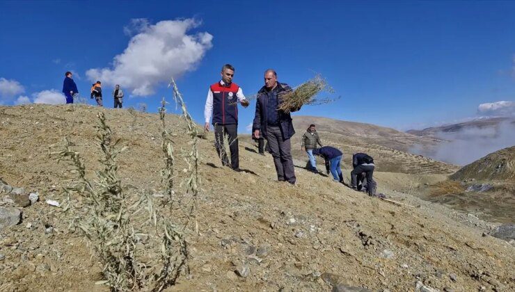 Erzurum’da Tuz Çalısı Fideleri Dikildi