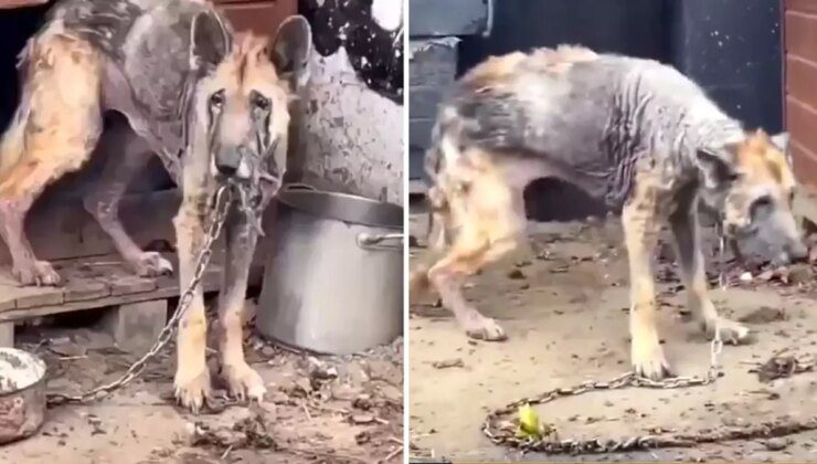 Sahiplerinin terk ettiği Alman kurdunun 12 haftada inanılmaz değişimi