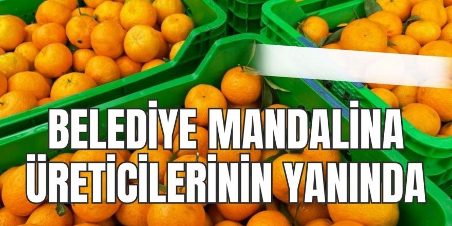 BELEDİYE MANDALİNA ÜRETİCİLERİNİN YANINDA