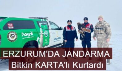 Erzurum’da Jandarma yaralı kartalı kurtardı