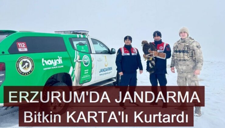 Erzurum’da Jandarma yaralı kartalı kurtardı